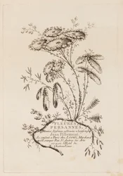 Page de titre, de "Fleures Persannes"