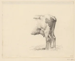 Pattes arrière d