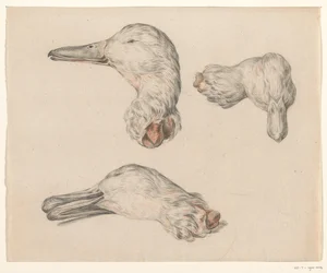 Tête coupée d