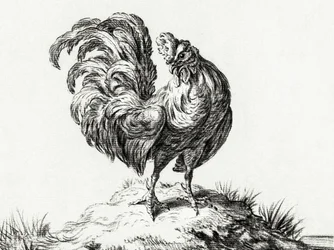 Un poulet, perché sur une colline