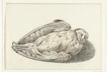 Hibou mort