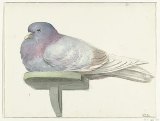 Pigeon, assis sur une planche