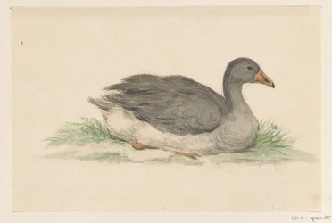 Canard, vers la droite