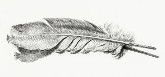 Plume