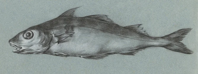 Fish Green (1775-1833)