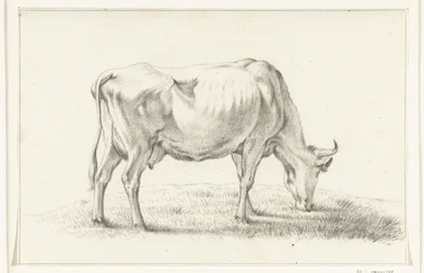 Vache broutant, vers la droite