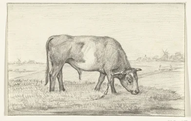 Taureau broutant dans un pré, vers la droite