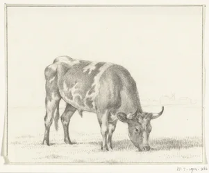 Taureau broutant, vers la droite