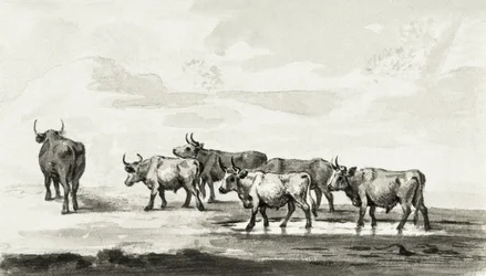 Groupe de six taureaux