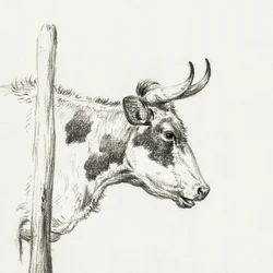 Tête de vache, vue de droite (1820)