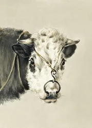 Tête de vache avec un anneau dans le nez (1820)