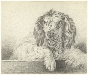 Chien
