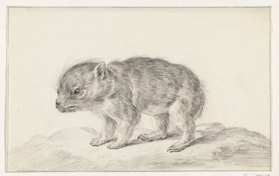 Jeune ours (?)
