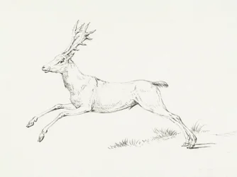 Le cerf bondissant