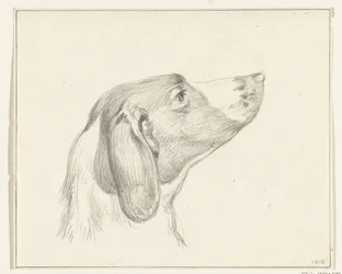 Tête de chien, vers la droite