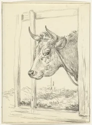 Tête de vache, dans une étable, vers la gauche