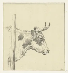 Tête de vache, vers la droite