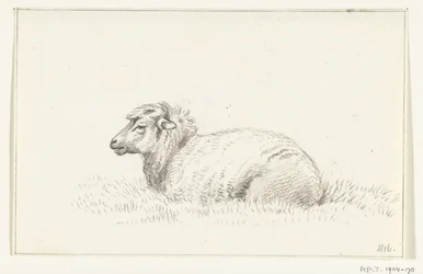 Mouton couché, vers la gauche