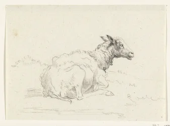 Mouton couché, vers la droite