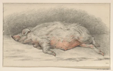 Cochon couché, vers la gauche