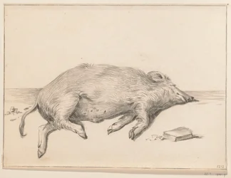 Cochon couché, vers la droite