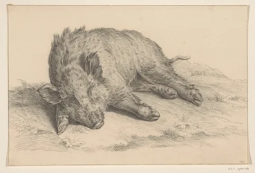 Sanglier couché