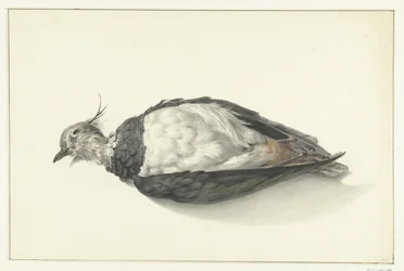 Vanneau mort couché