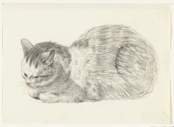 Chat couché, vers la gauche