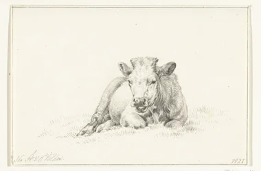 Vache couchée, de face