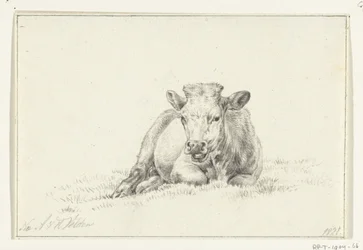 Vache couchée, de face
