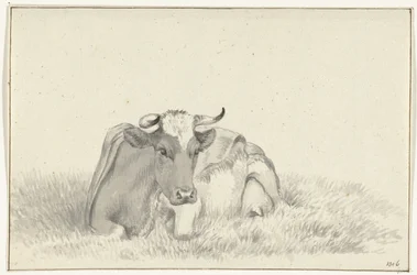 Vache couchée, de face