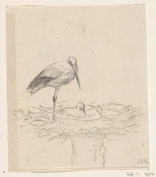 Cigogne sur un nid