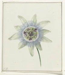 Fleur de la passion