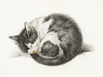 Chat endormi recroquevillé (1825)