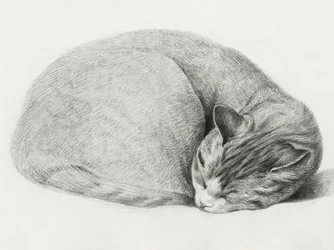 Chat recroquevillé, endormi, par Jean Bernard (1775-1883)