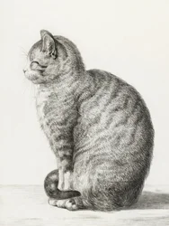 Chat assis (1815)