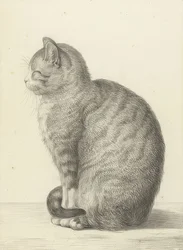 Chat assis, vers la gauche