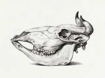 Crâne de vache (1816)