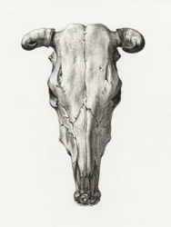Crâne de vache - Vue de face (1816)