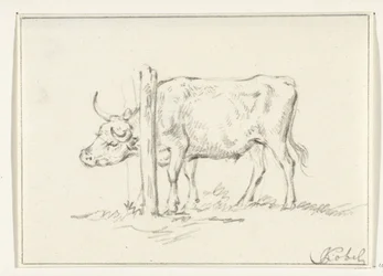 Vache debout, avec la tête entre des poteaux