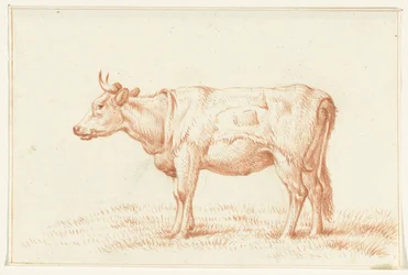 Vache debout, vers la gauche