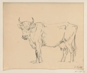 Vache debout, vers la gauche