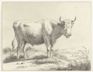 Vache debout, vers la droite