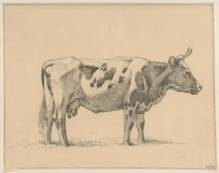 Vache debout, vers la droite