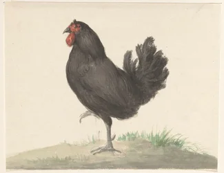 Poule noire debout