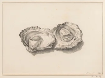Deux huîtres ouvertes