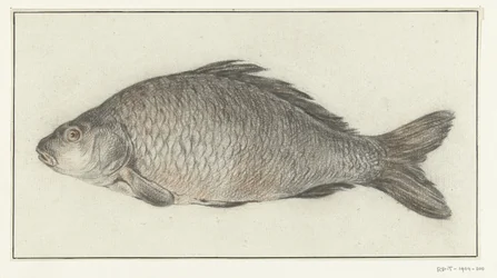 Poisson