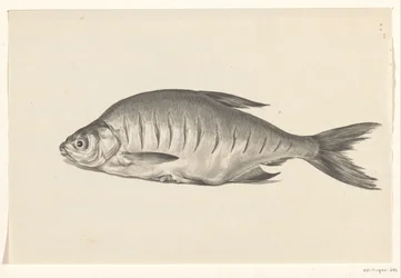 Poisson, couché vers la gauche, avec des entailles