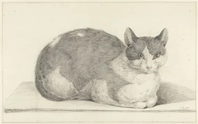 Chat assis, vers la droite