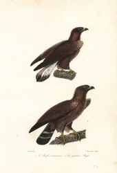 Aigle royal, Aquila chrysaetos